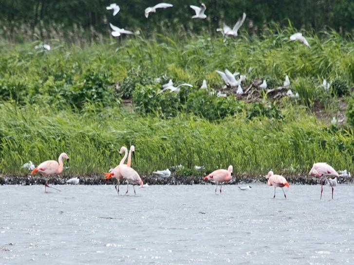 Dieses Bild hat ein leeres Alt-Attribut. Der Dateiname ist zwillbrocker-venn.jpg